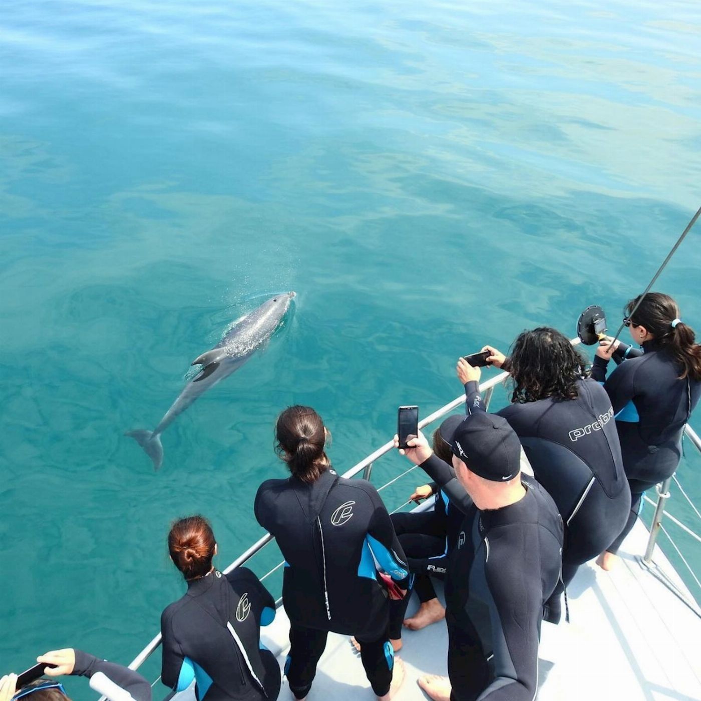 See All Dolphin Swim Seal & Dolphin Swim Tour (Swimmer)