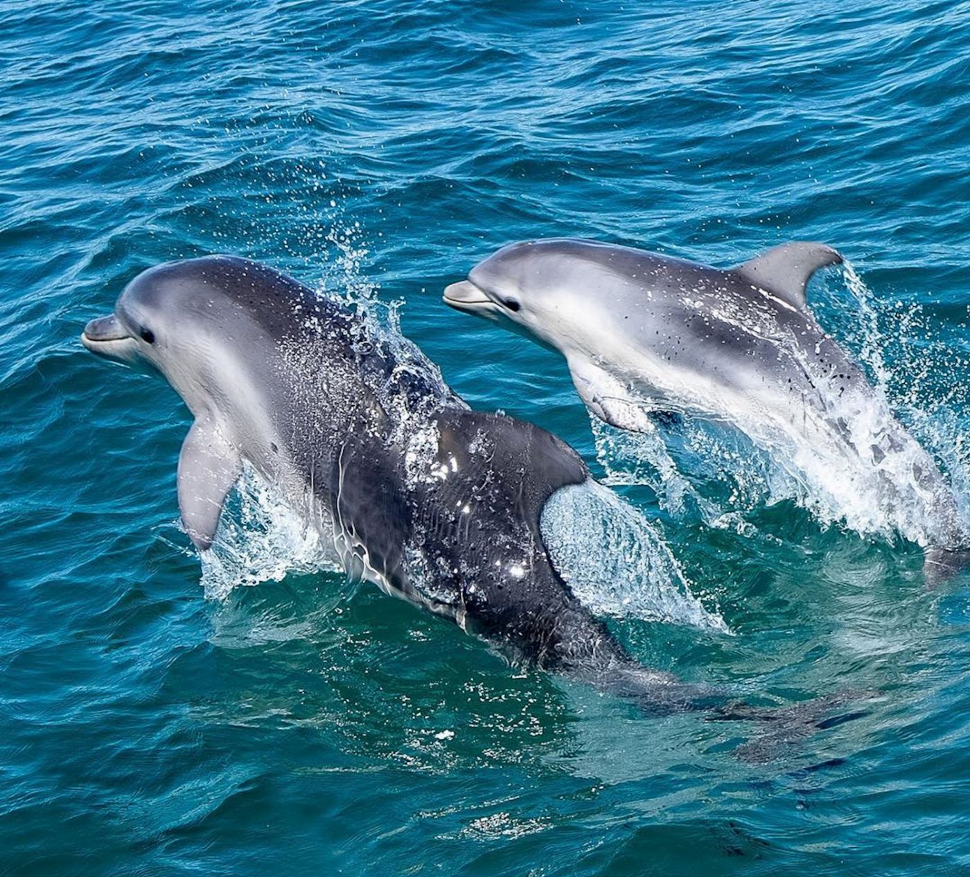 See All Dolphin Swim Local Wildlife Sightseeing