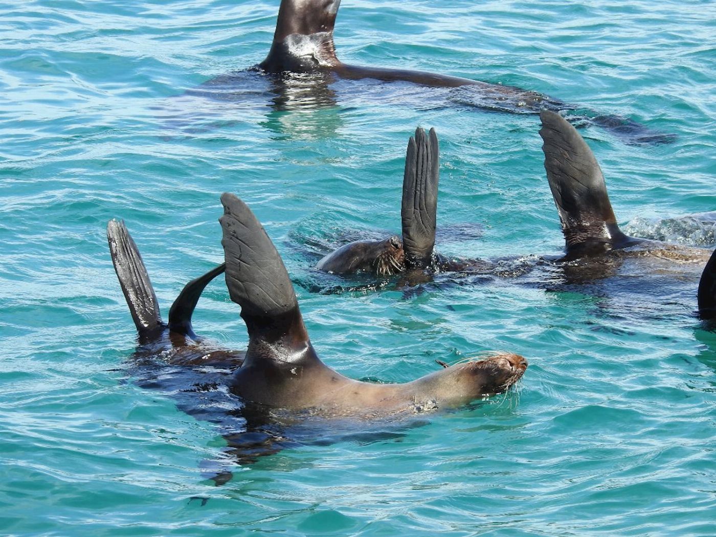 See All Dolphin Swim Local Wildlife Sightseeing