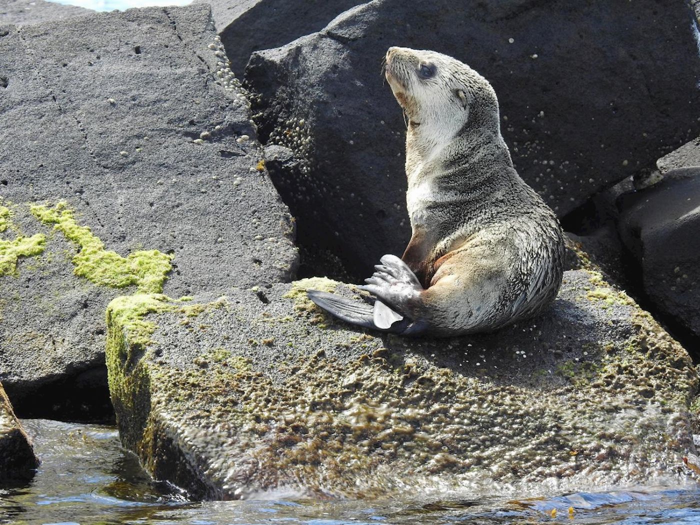 See All Dolphin Swim Local Wildlife Sightseeing
