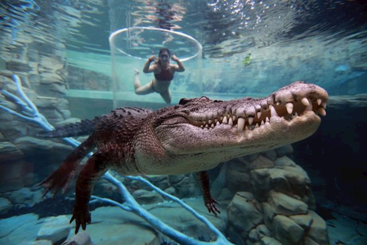 Crocosaurus Cove Cage of Death (1 Person in Cage)