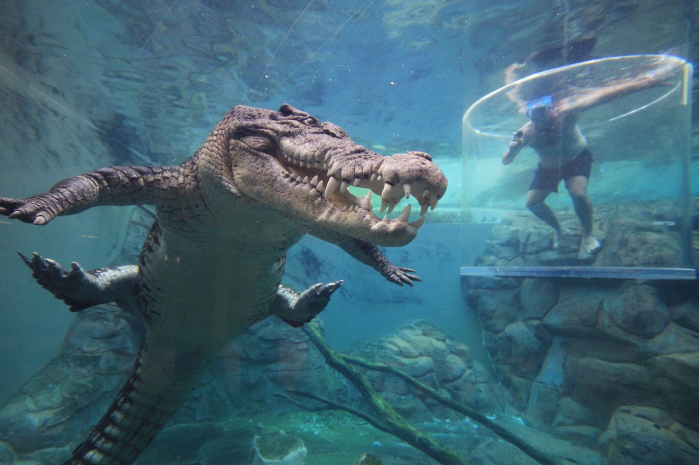 Crocosaurus Cove Cage of Death (1 Person in Cage)