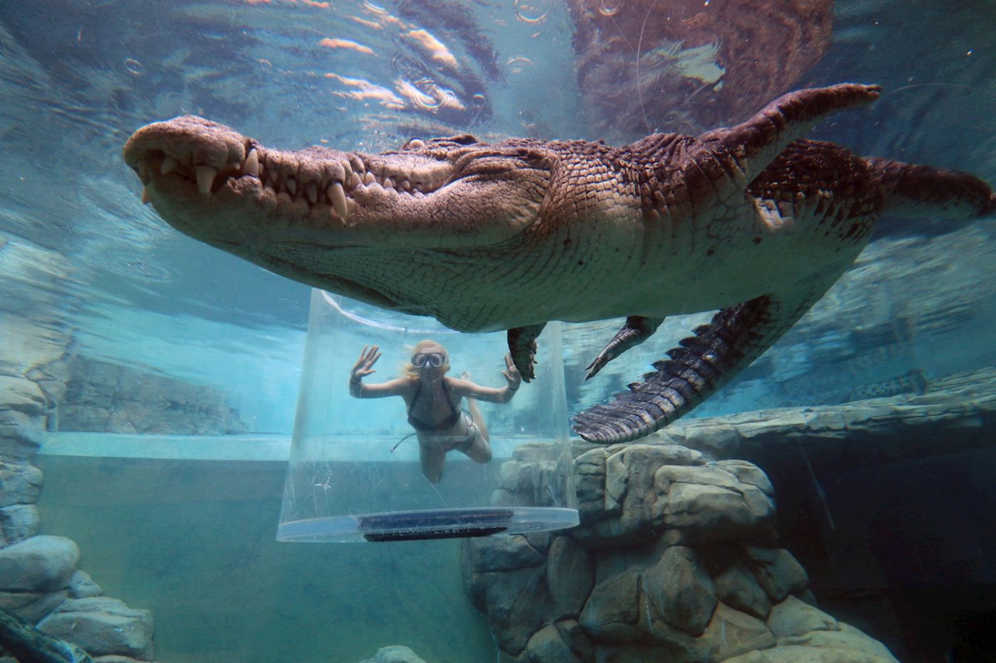 Crocosaurus Cove Cage of Death (1 Person in Cage)