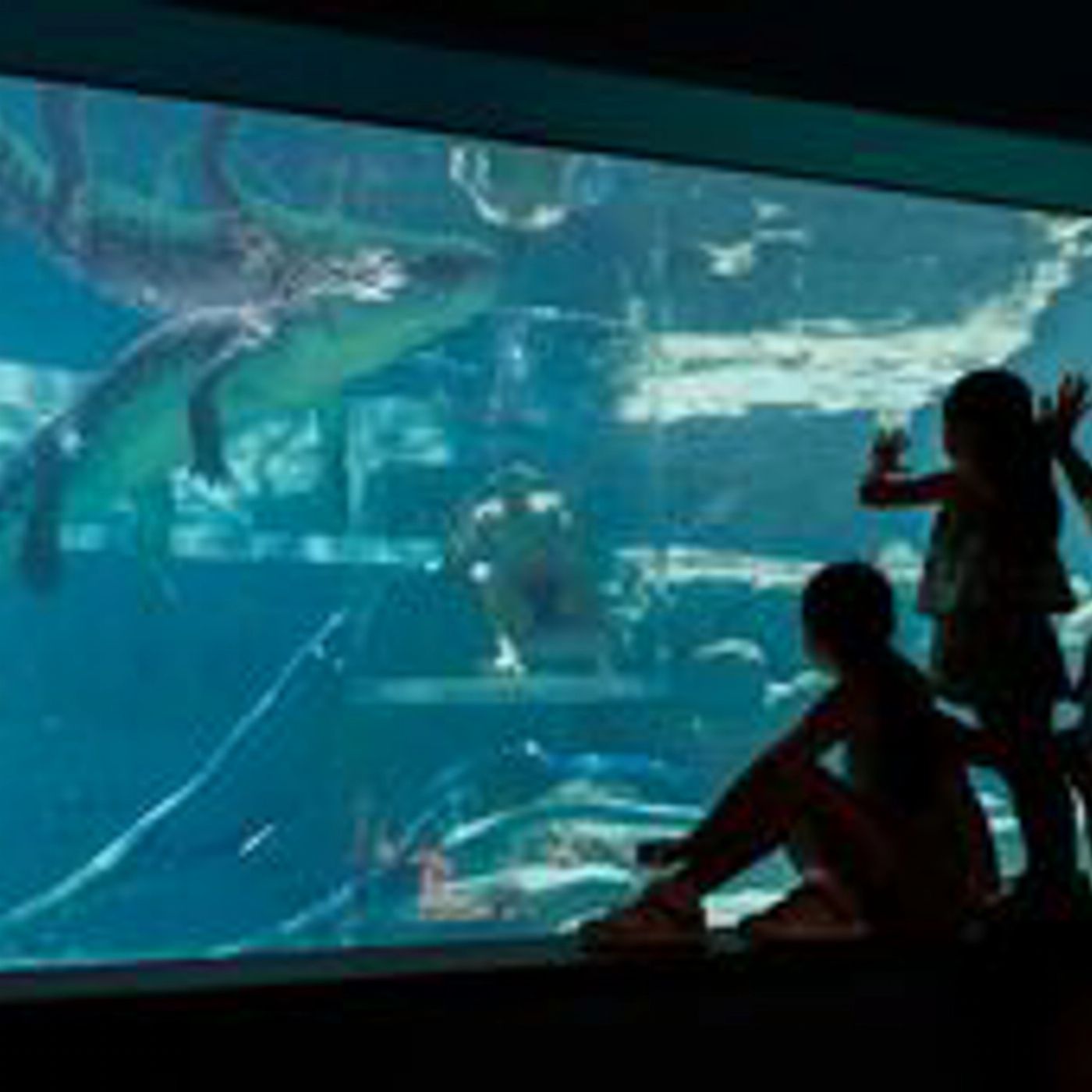 Crocosaurus Cove Cage of Death (2 People in Cage)