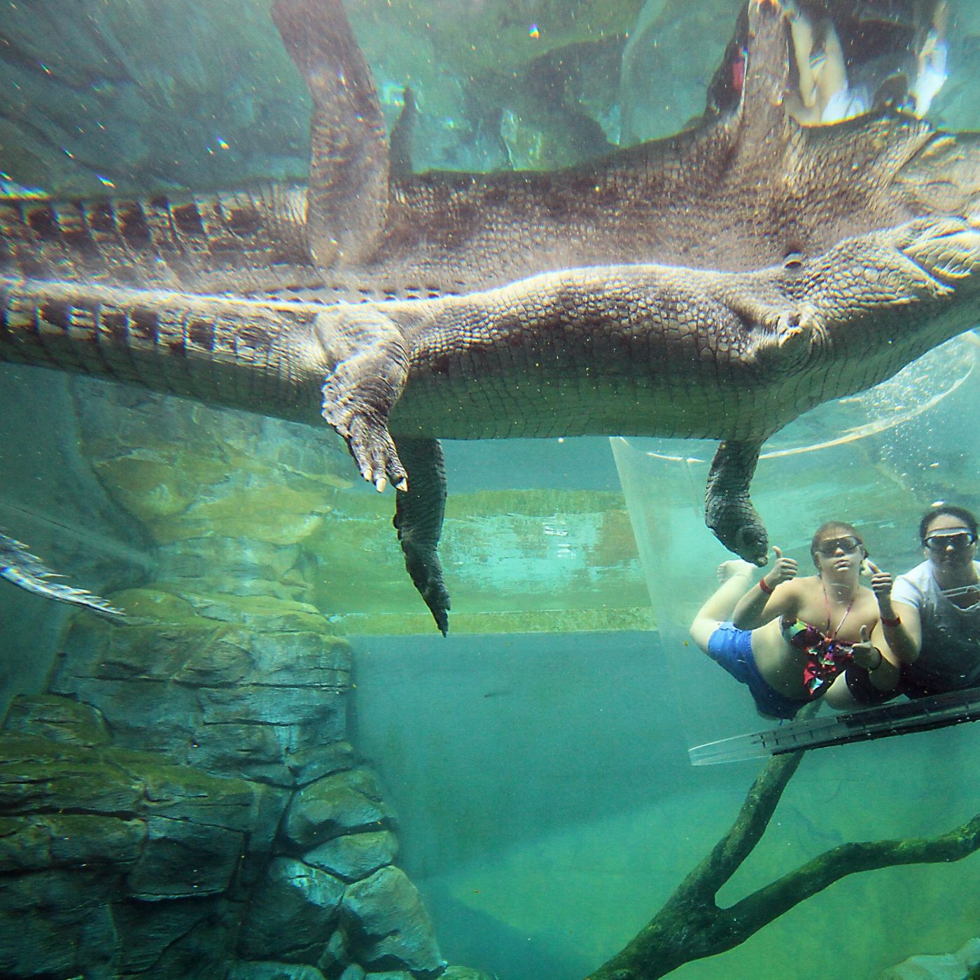 Crocosaurus Cove Cage of Death (2 People in Cage)
