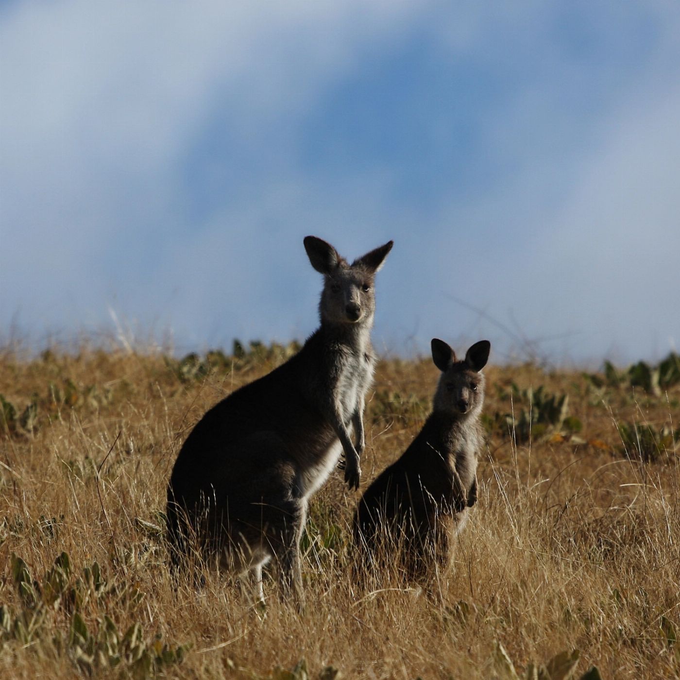 Colourful Collective Travel Canberra Day Trip (FLEXIBLE FARE)