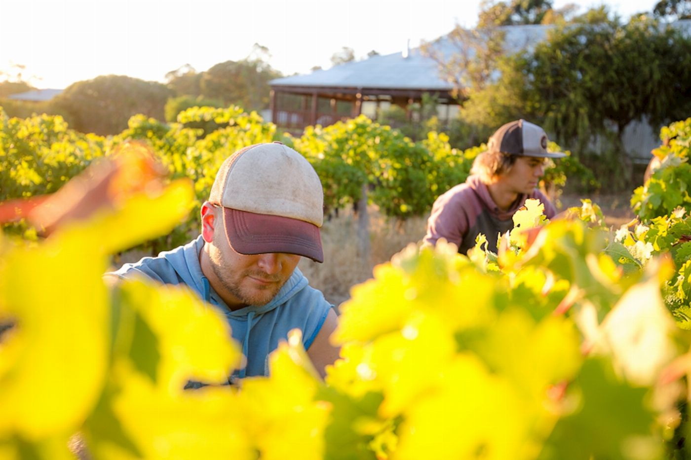 McLeod Tours Margaret River Escape Package (Single Room)