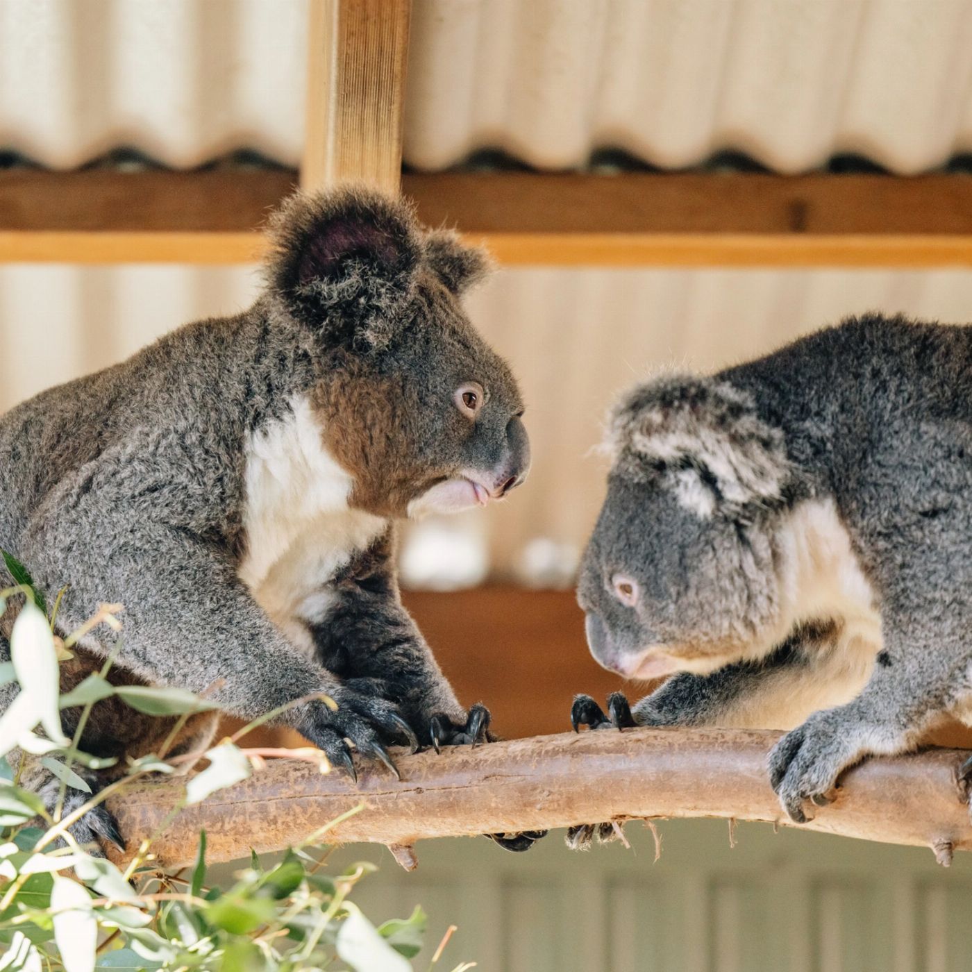Colourful Collective Travel Blue Mountains & Wildlife Park Colourful Day Trip (SAVER fare - non refundable)