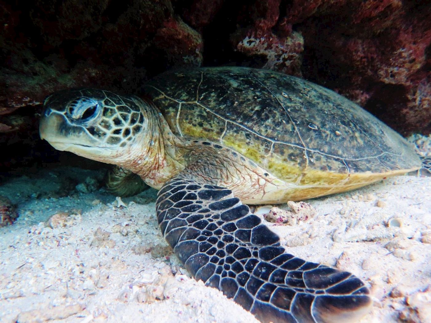 Coral Bay Ecotours Turtle Ecotour - Observer