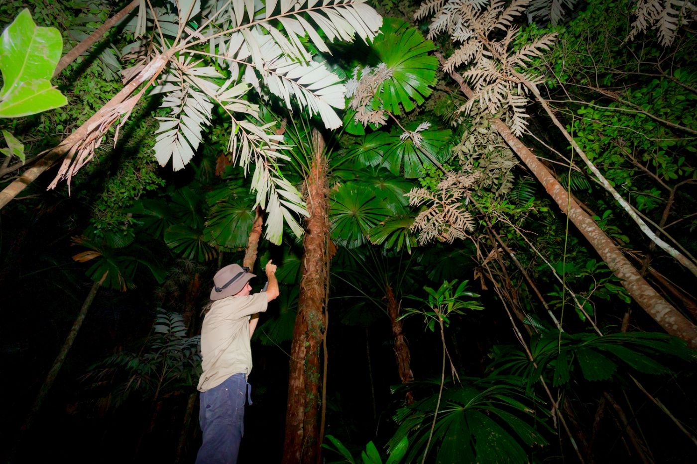 Far North Escapes Daintree Rainforest Guided Night Tour