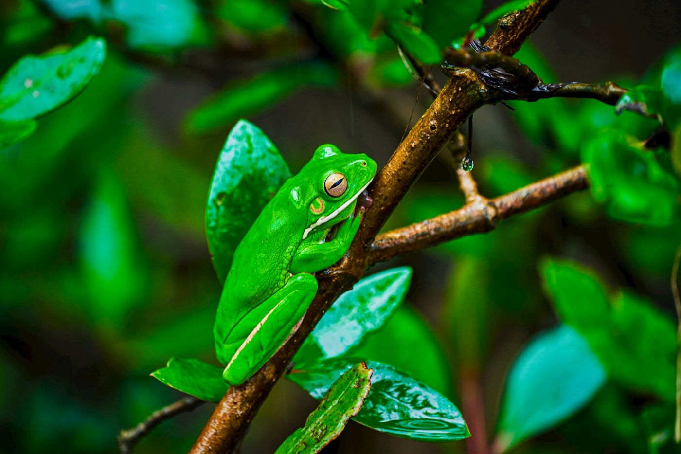 Far North Escapes Daintree Rainforest Guided Night Tour