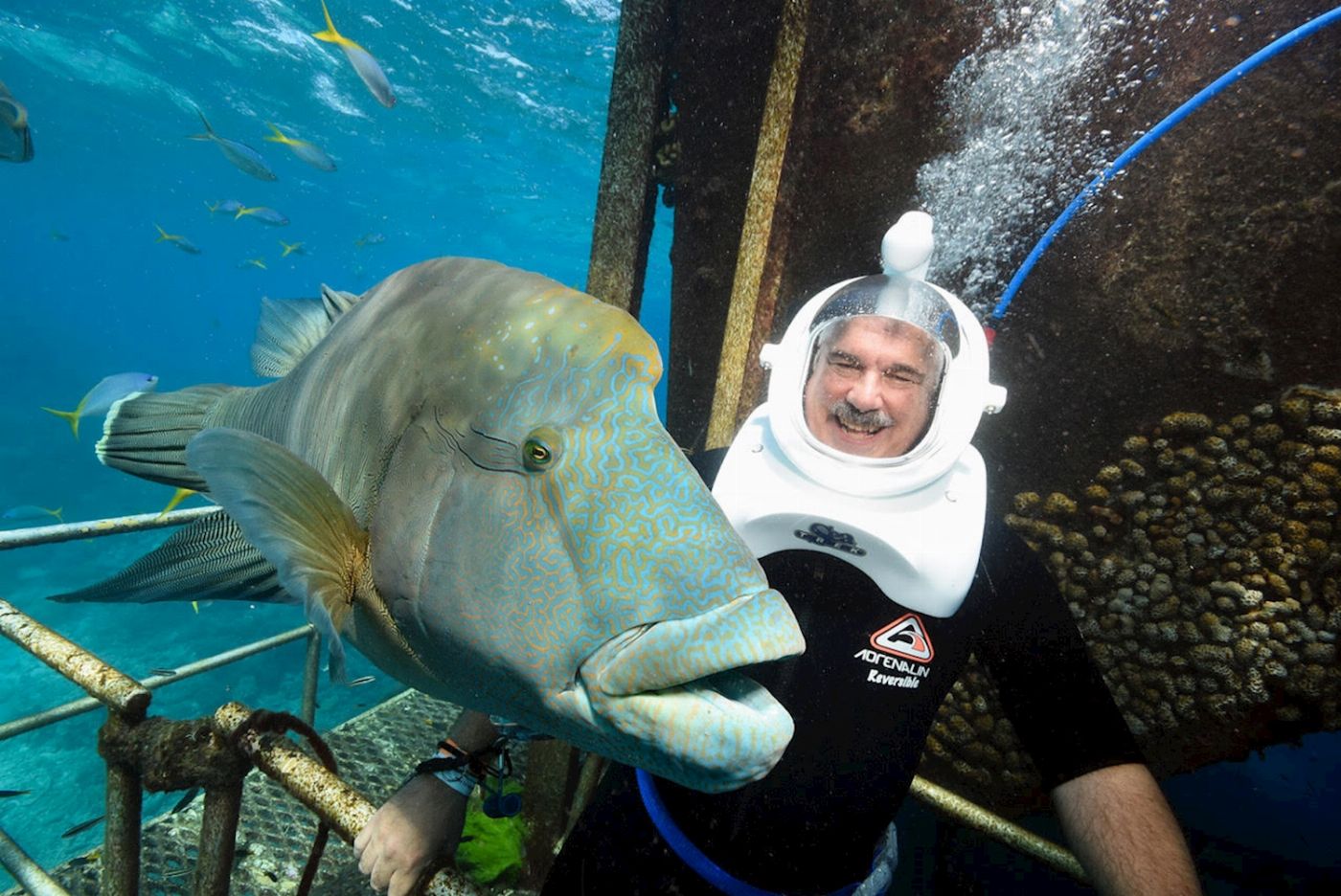 Reef Magic Pontoon + Diving Options