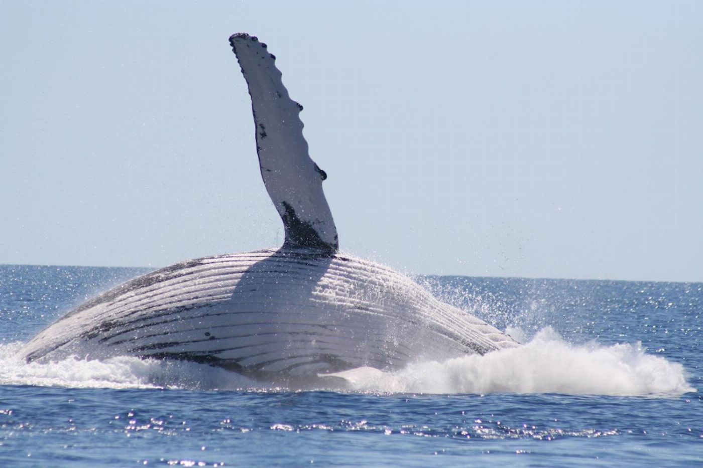 Spirit of Hervey Bay Whale Watching Cruise