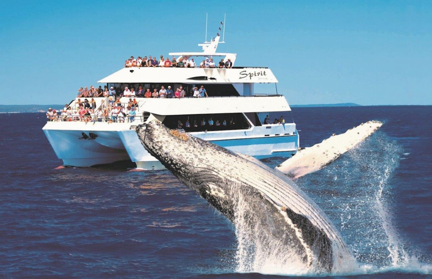 Spirit of Hervey Bay Whale Watching Cruise
