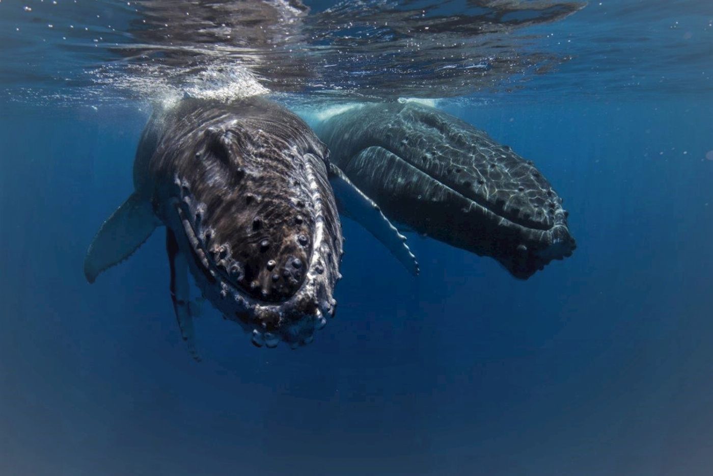 Spirit of Hervey Bay Whale Watching Cruise