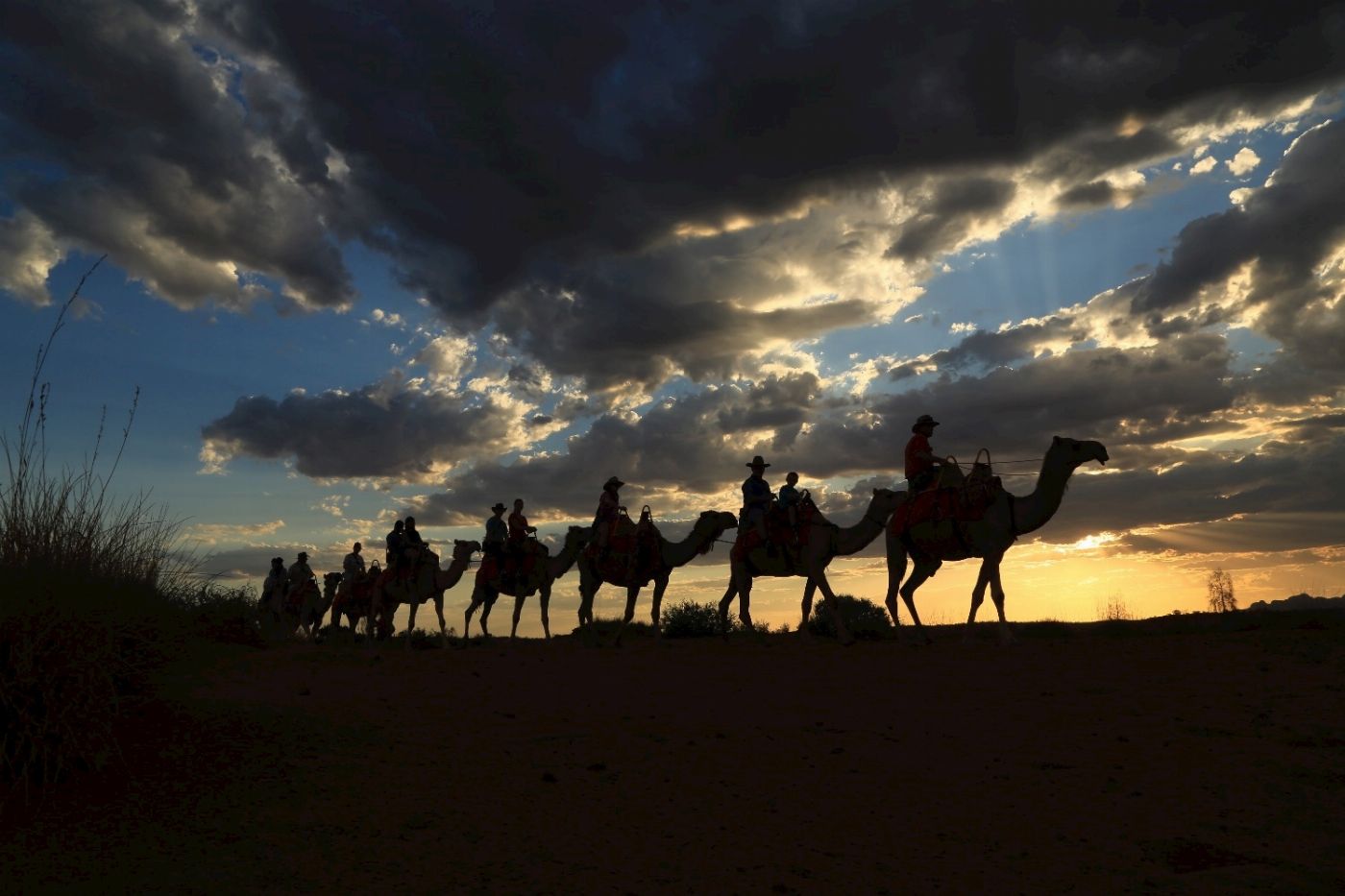 Uluru Camel Tours Sunset Camel Experience