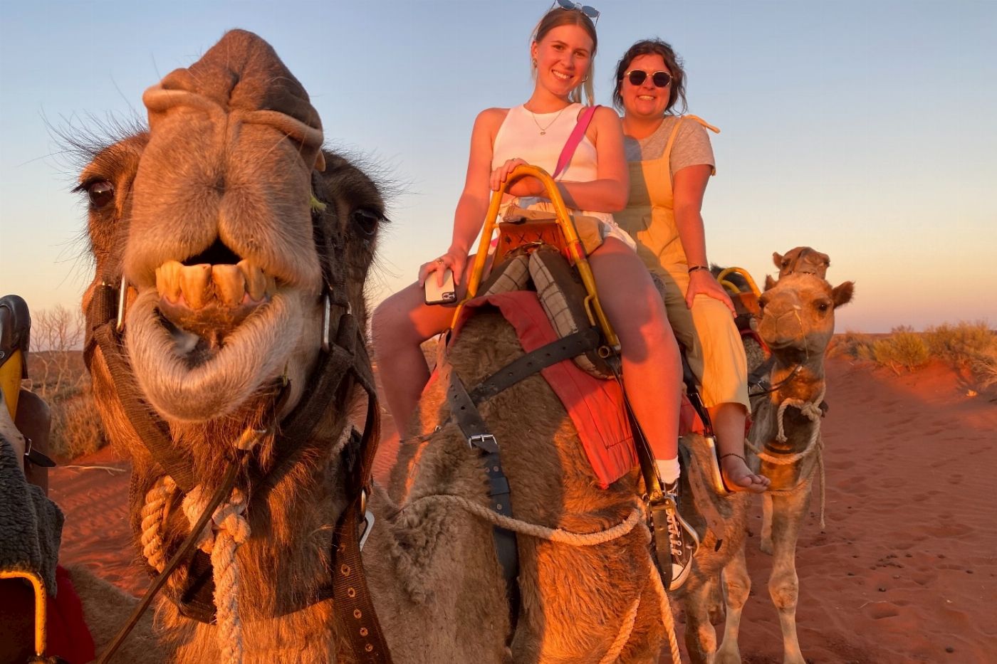 Uluru Camel Tours Sunset Camel Experience