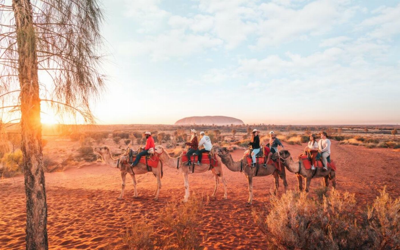 Uluru Camel Tours Sunrise Camel Experience