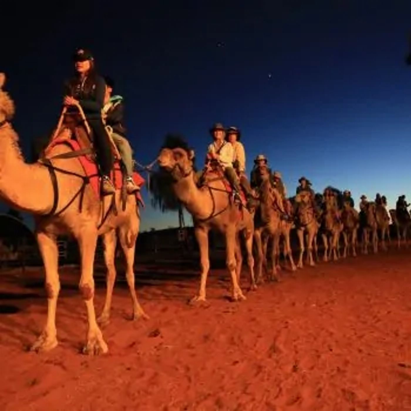 Uluru Camel Tours Sunrise Camel Experience