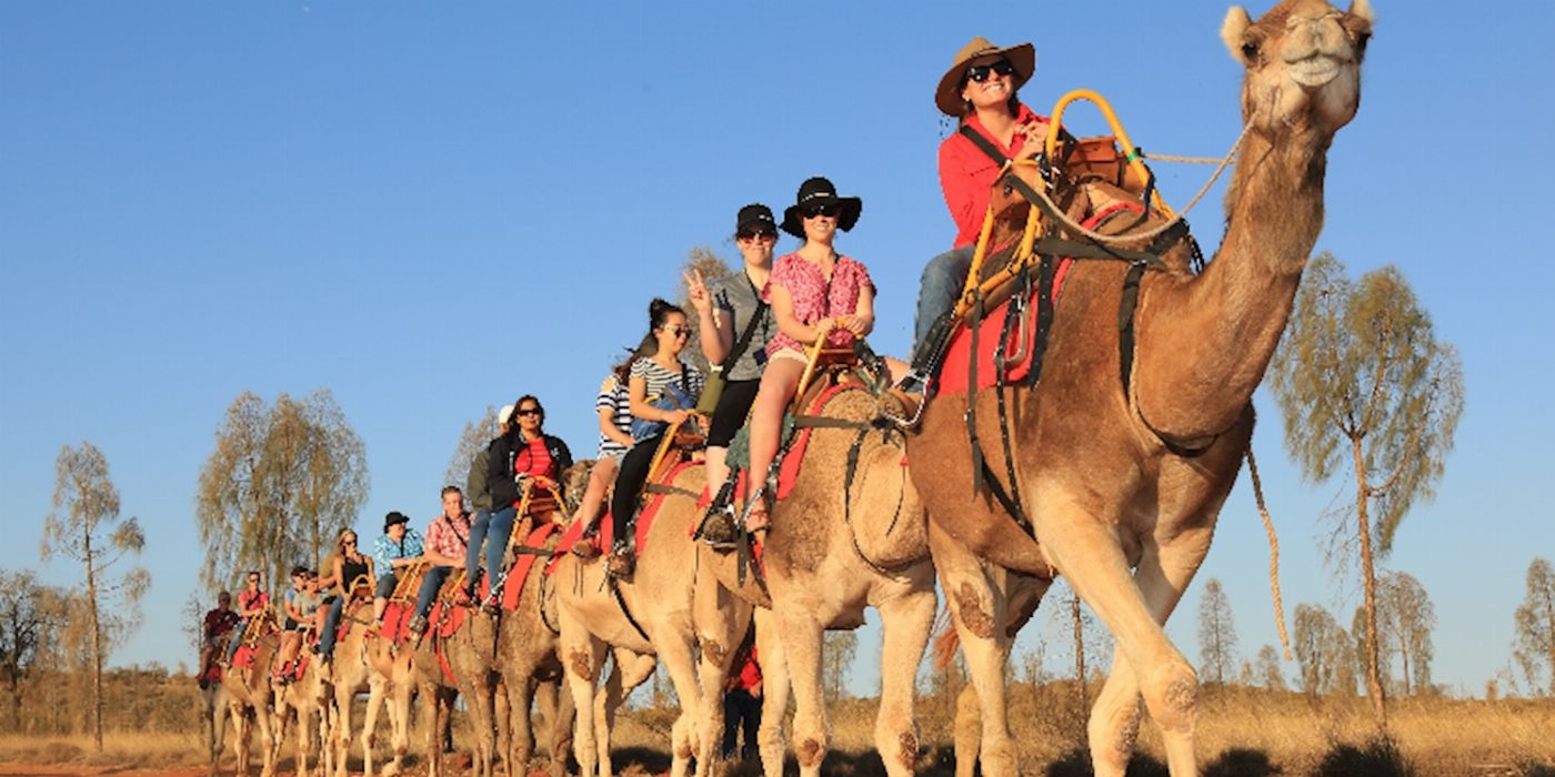 Uluru Camel Tours Camel Express