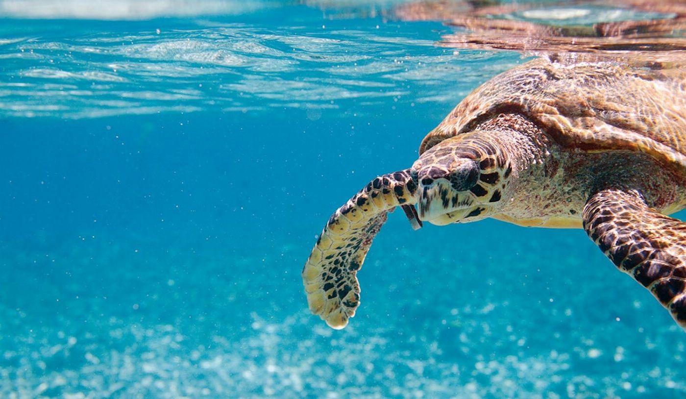 Hervey Bay Eco Marine Tours Turtle Discovery Tour