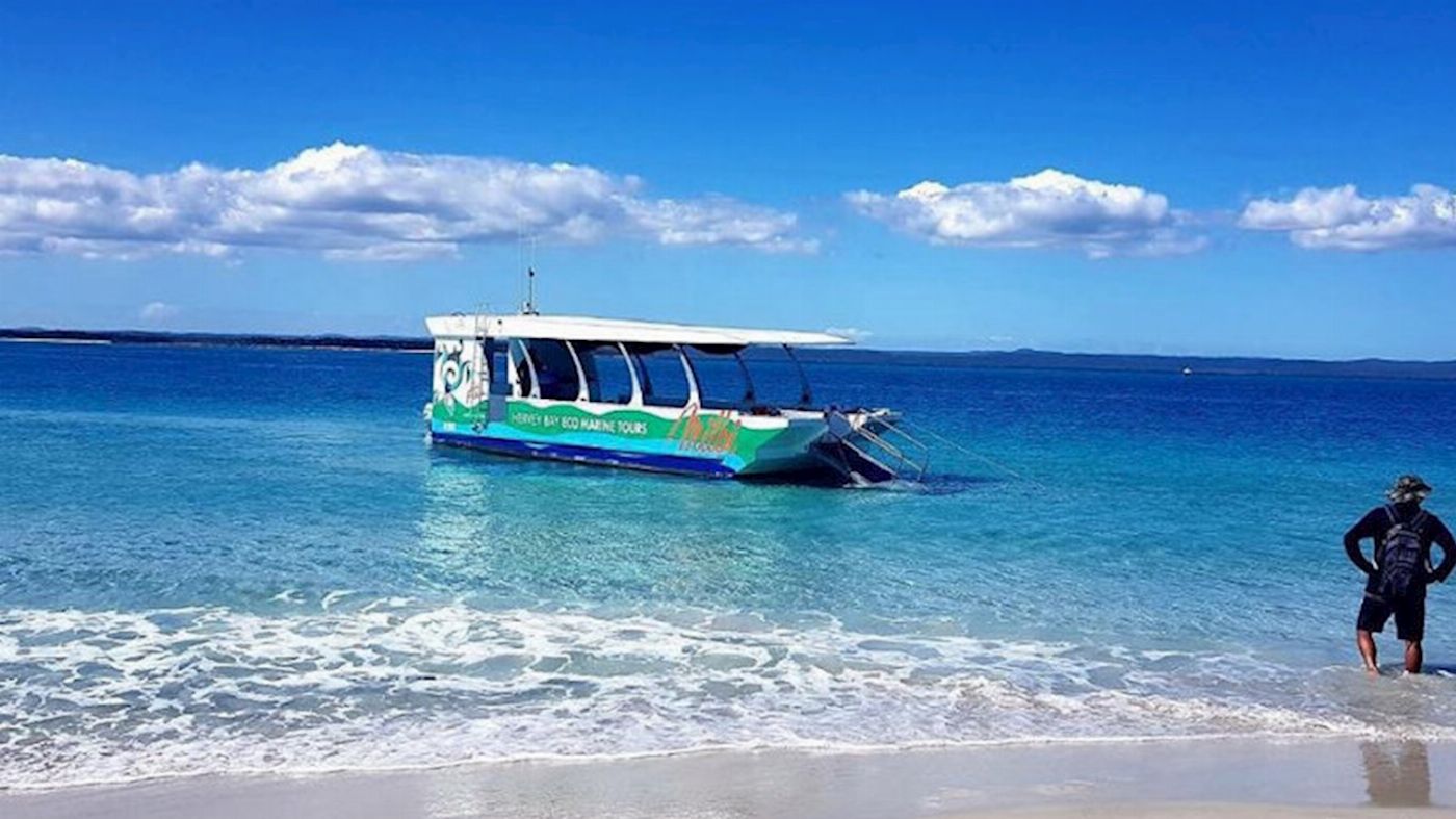 Hervey Bay Eco Marine Tours Turtle Discovery Tour
