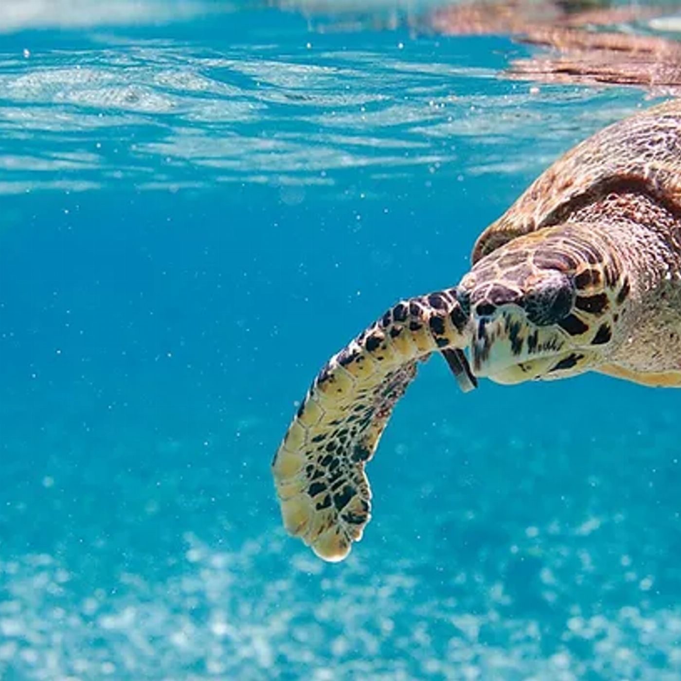 Hervey Bay Eco Marine Tours Turtle Discovery Tour