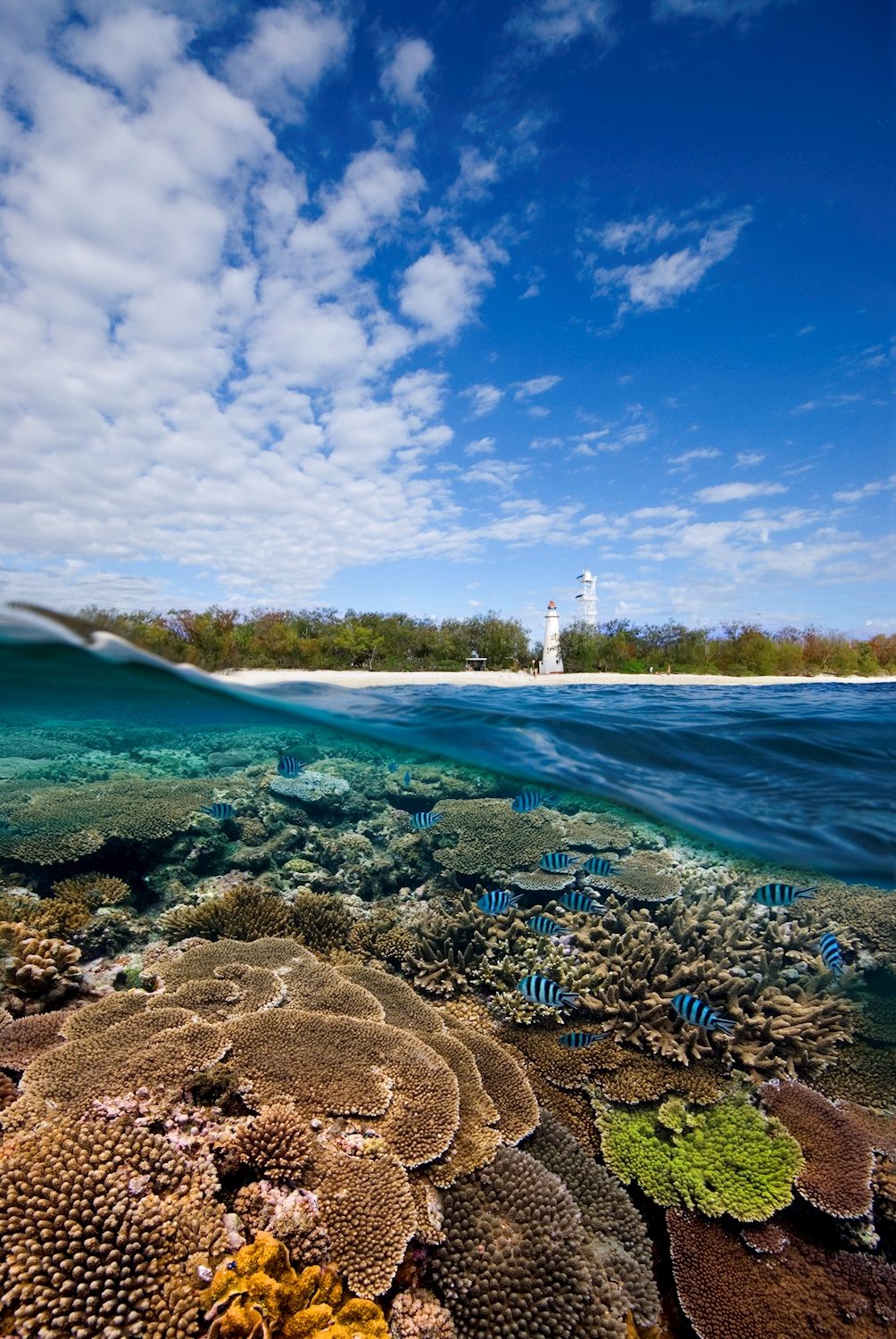 Lady Elliot Island Eco Resort Great Barrier Reef Day Tour ex Brisbane (Redcliffe)