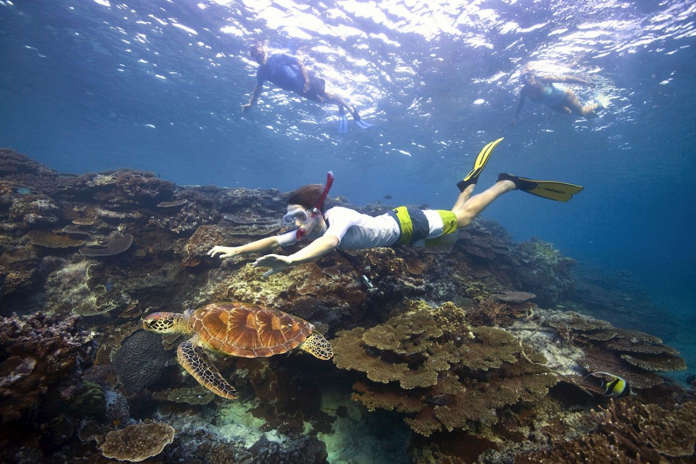 Lady Elliot Island Eco Resort Great Barrier Reef Day Tour ex Brisbane (Redcliffe)