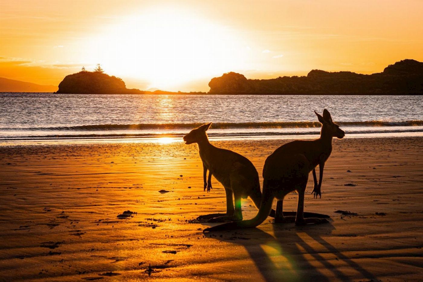 Mackay Adventure Beach Sunrise with the Wallabies