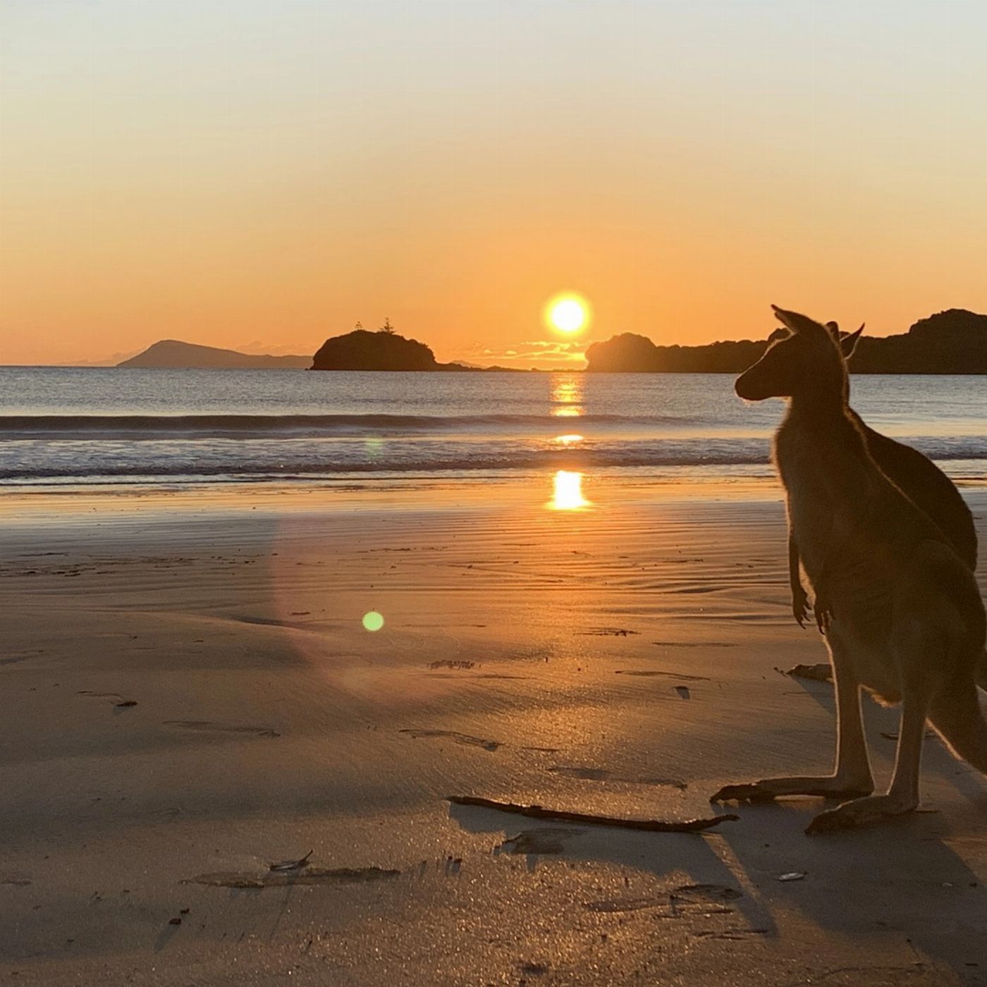 Mackay Adventure Beach Sunrise with the Wallabies