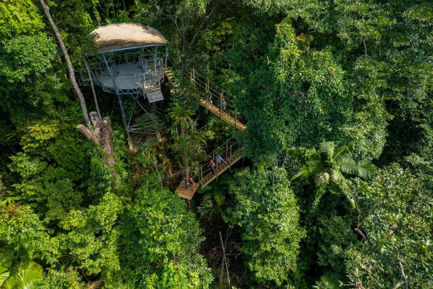 Treetops Adventure Cape Tribulation Zipline Tour