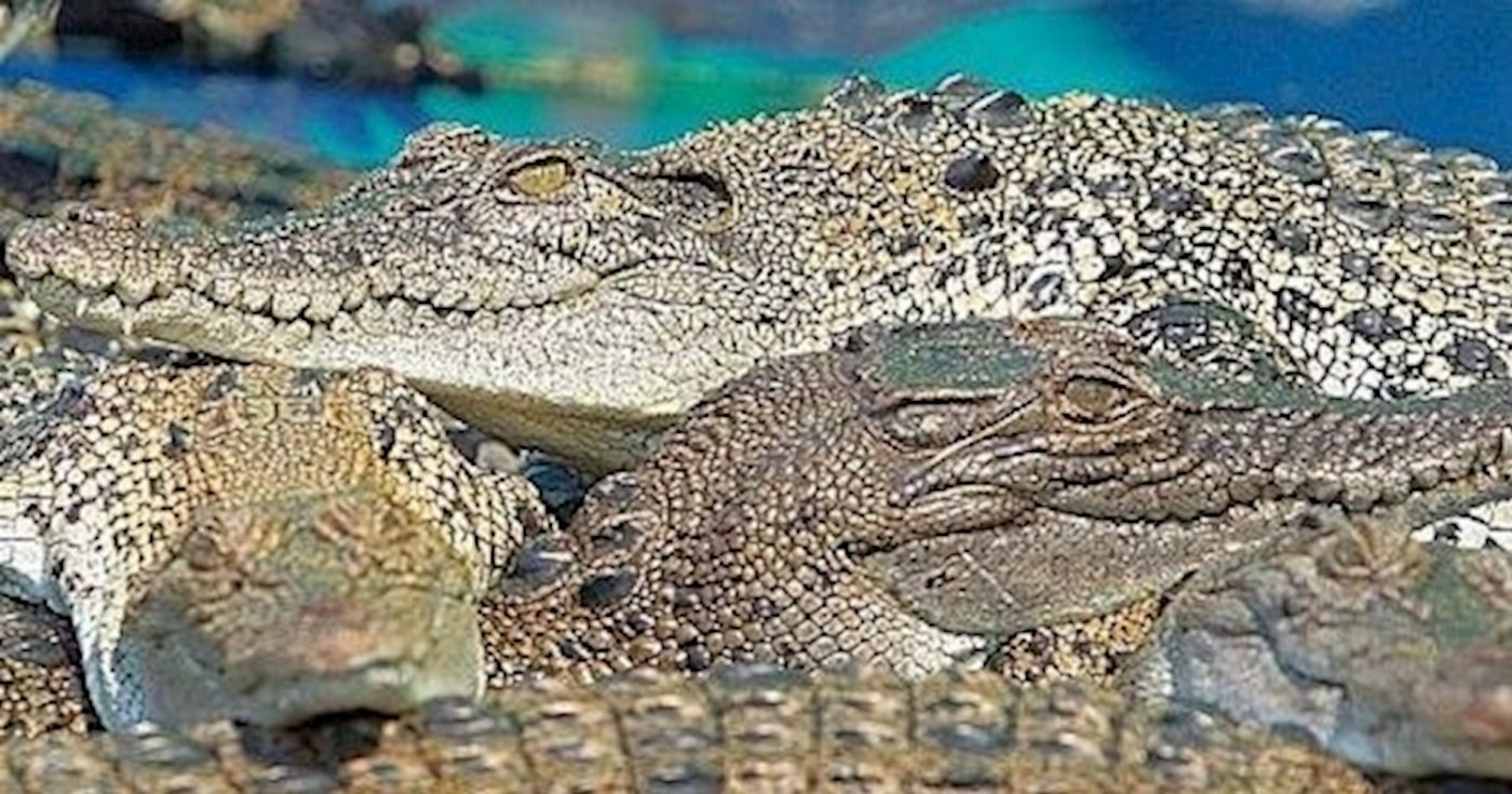 Hartley's Crocodile Adventures Entry with Return Transfers ex Cairns & Cairns Northern Beaches - Family Pass