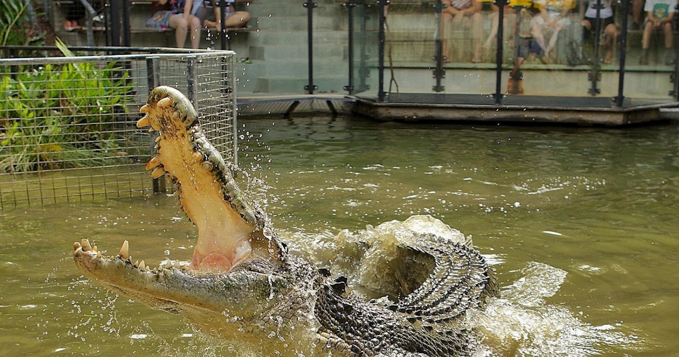 Hartley's Crocodile Adventures Entry with Return Transfers ex Cairns & Cairns Northern Beaches - Family Pass