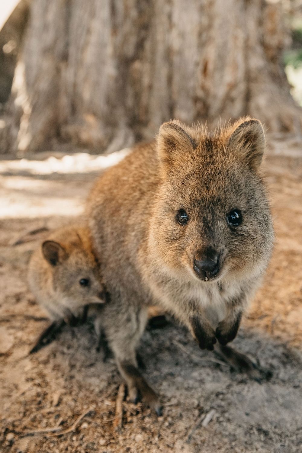 Australian Pinnacle Tours Rottnest Island Bayseeker Tour