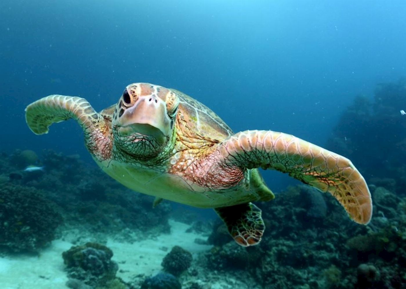 Outer Barrier Reef Day Trip - Reef Experience