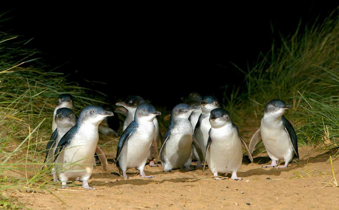 Explore Australia Penguins & Wildlife Nature Experience