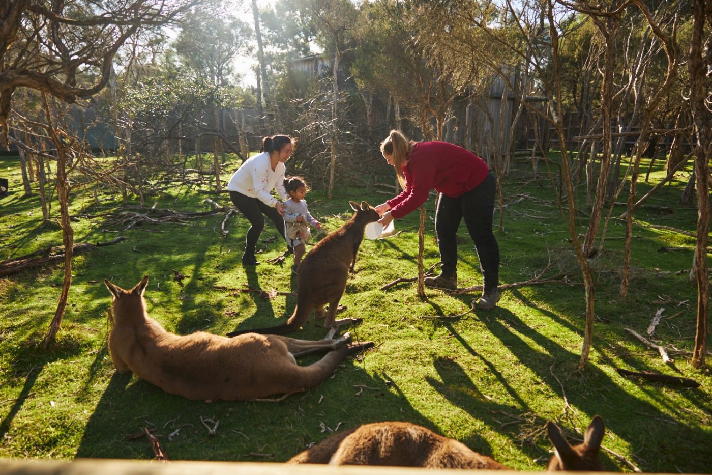 Explore Australia Penguins & Wildlife Nature Experience