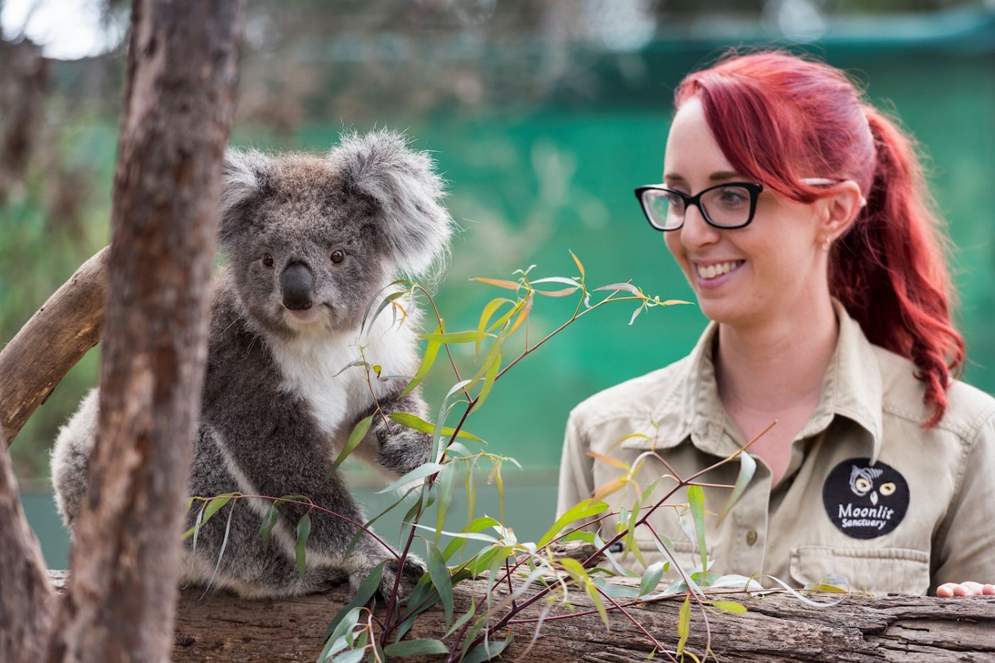 Explore Australia Penguins & Wildlife Nature Experience