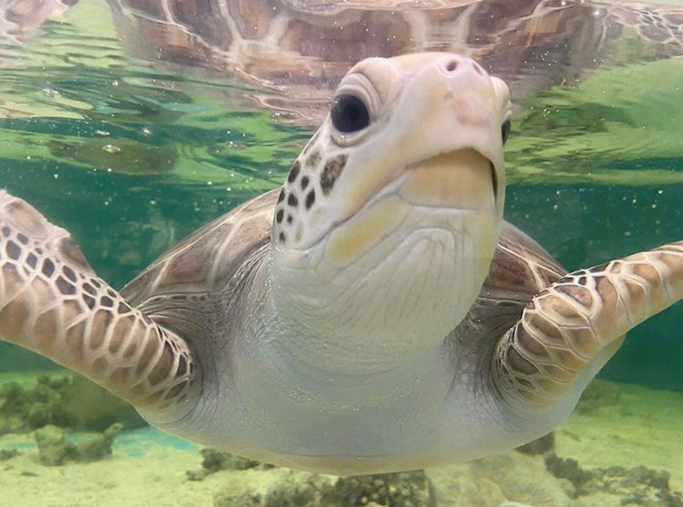 Cairns Aquarium General Admission & Turtle Tour