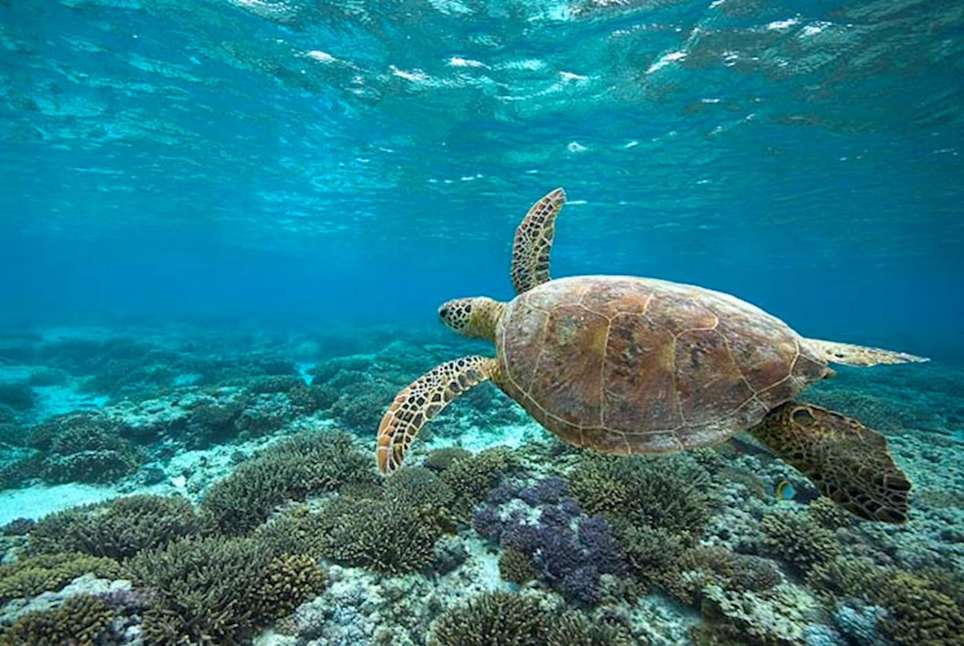 Lady Elliot Island Eco Resort Great Barrier Reef Day Tour ex Gold Coast