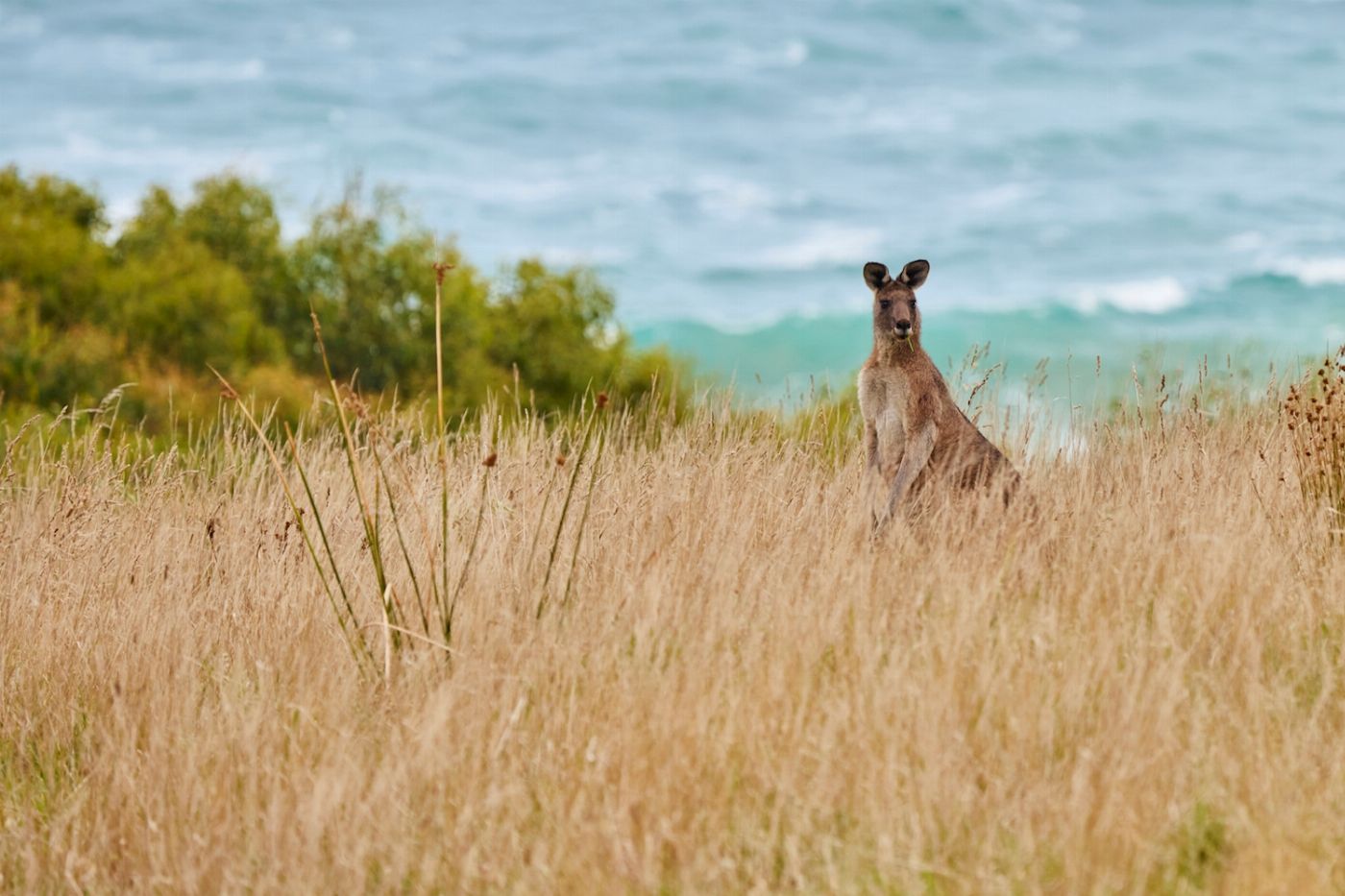 Wildlife Wonders Walk with Wildlife - Guided Tour