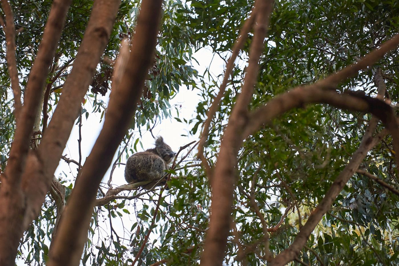 Wildlife Wonders Dusk Discovery Tour