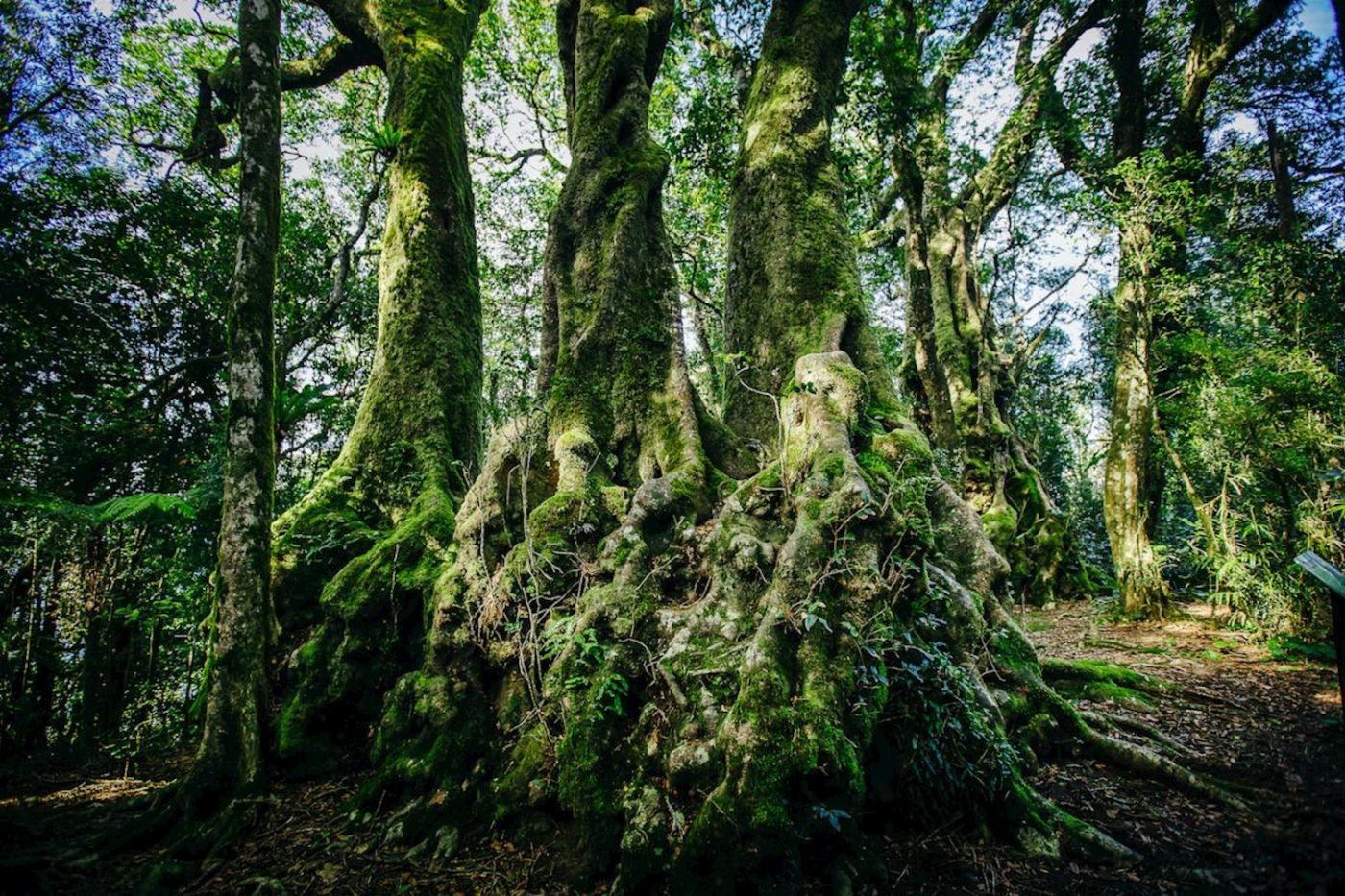 Southern Cross Tours UNESCO Springbrook NP, Waterfalls & Natural Bridge