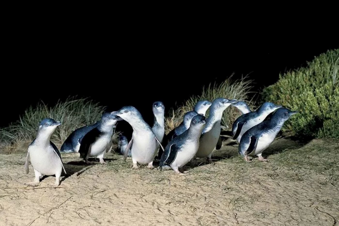 Sightseeing Tours Australia 1 Day Phillip Island Tour (AGENT)