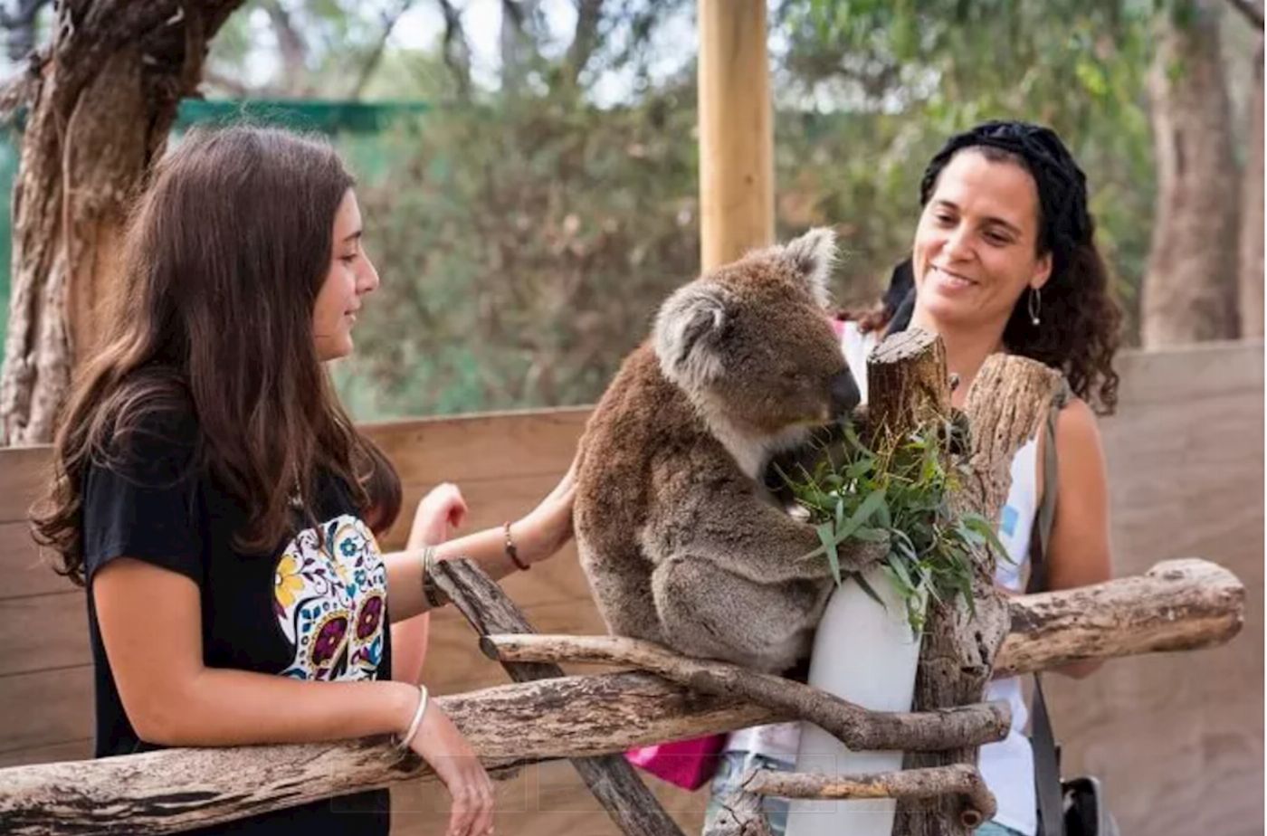 Sightseeing Tours Australia 1 Day Phillip Island Tour (AGENT)