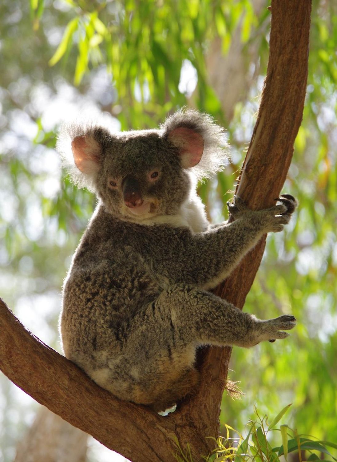 Magnetic Island’s Best Bus Tours Guided Bus Tour of Magnetic Island