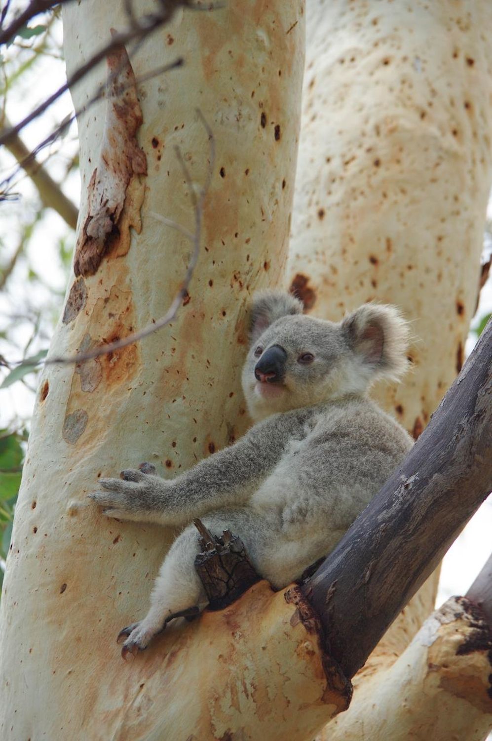 Magnetic Island’s Best Bus Tours Guided Bus Tour of Magnetic Island