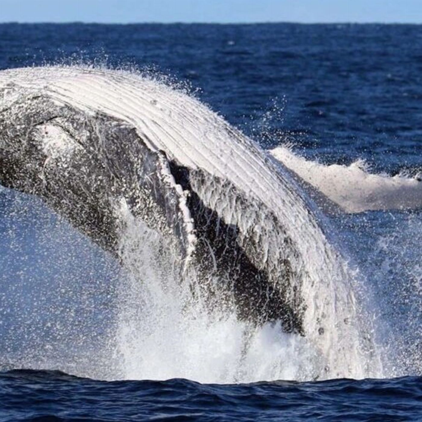 Shellharbour Wild Whale Watching Cruise