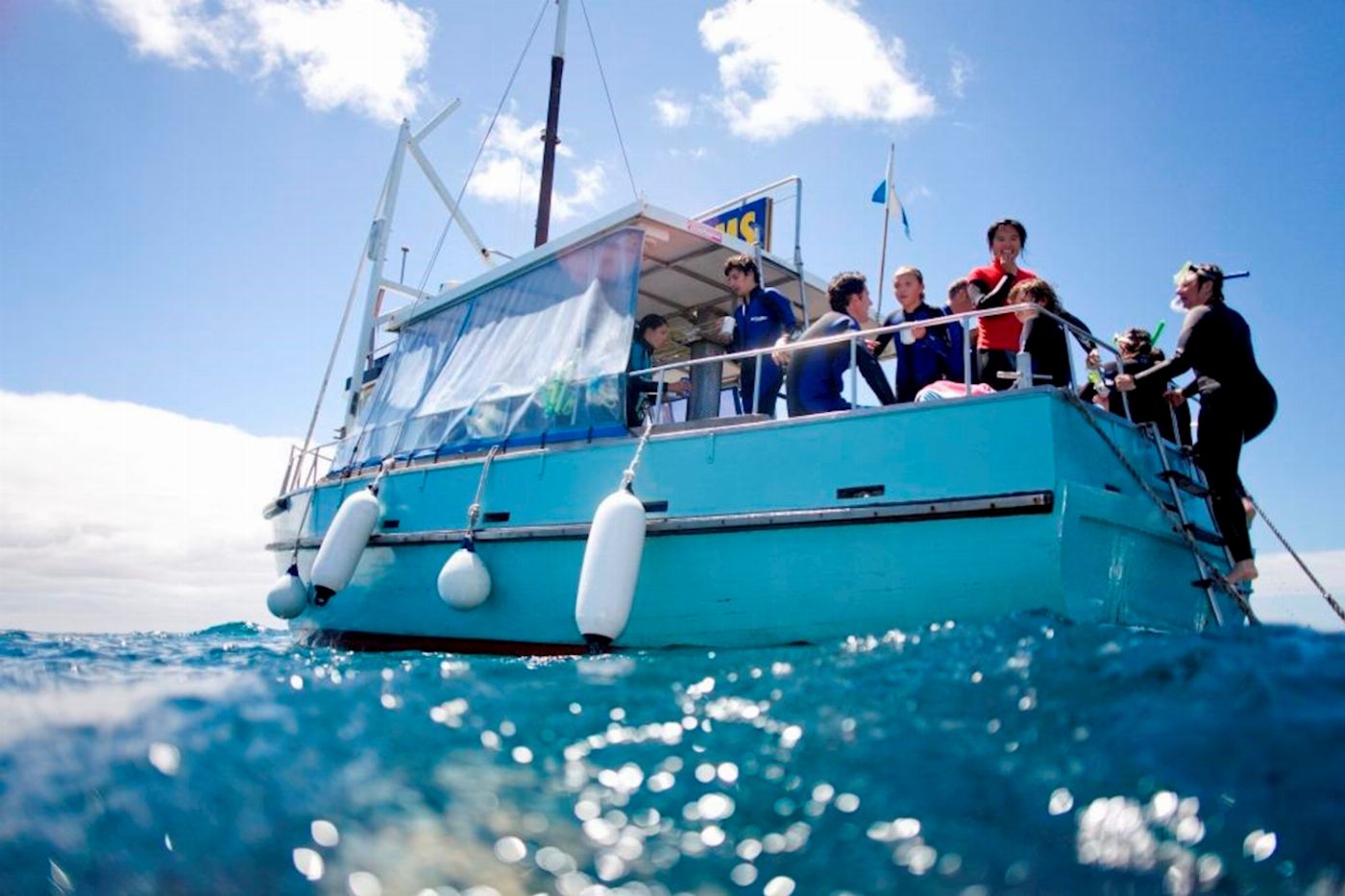 See All Dolphin Swim Seal & Dolphin Swim Tour (Observer)